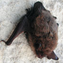Bat